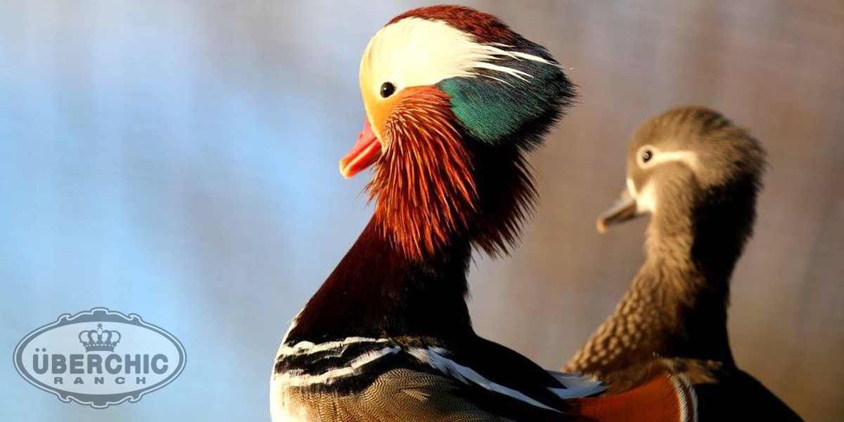 Mandarin Duck Pair Alerted